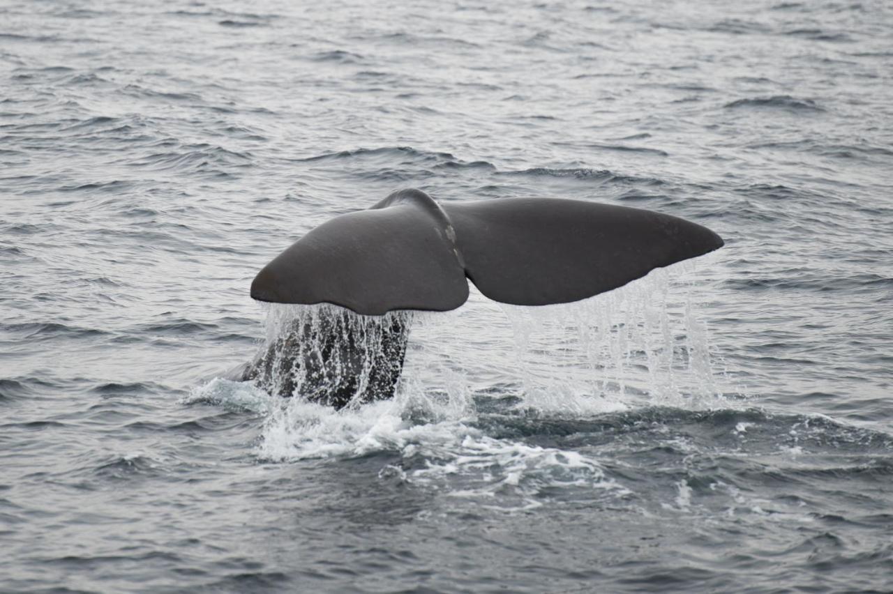 Apartment 101 - Whale Safari